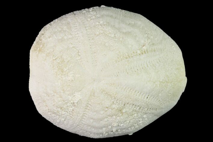 Fossil Sea Urchin (Eupatagus) - Florida #136065